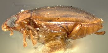 Media type: image;   Entomology 5982 Aspect: habitus lateral view